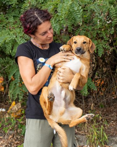 BOBBY, 6 MESI E MEZZO (14/03/26), TAGLIA MEDIA, TROVATO VAGANTE PER LA PIAZZA - Foto 4