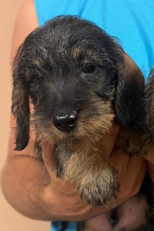 Cuccioli bassotto tedesco pelo duro con pedigree - Foto 2