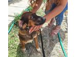 Aron 2anni(mamma Setter)rimasto solo il box.CALABRIA