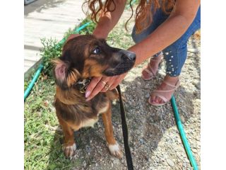Aron 2anni(mamma Setter)rimasto solo il box.CALABRIA