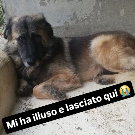 LUPO SPLENDIDO PT, CANE IN ADOZIONE - Foto 6