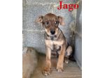 Aron e Jago cuccioli dolcissimi in adozione
