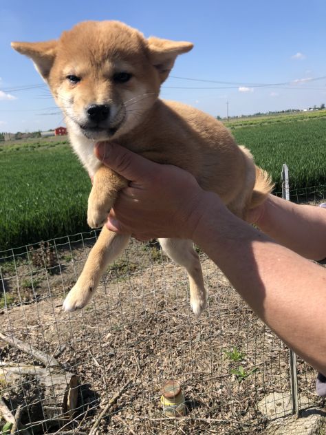 Shiba Inu - Foto 2