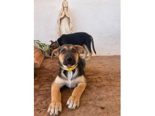 Regalo cucciola incrocio pastore tedesco