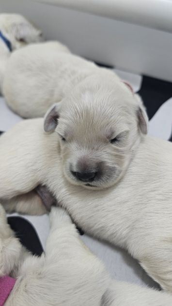 Cuccioli di Golden Retriever Disponibili - Foto 3