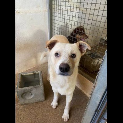 LIVIO UNA SPERANZA PER LUI, CANE IN ADOZIONE TG MEDIA - Foto 3