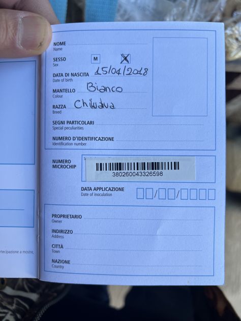 Chihuahua Femminuccia Bianca - Foto 3