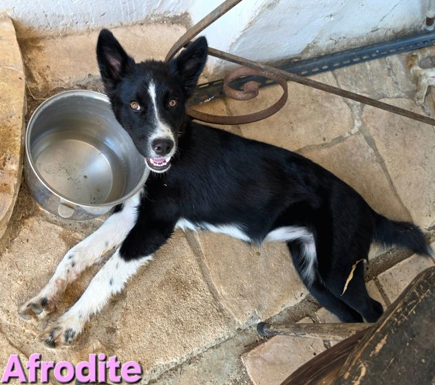 AFRODITE - Foto 6
