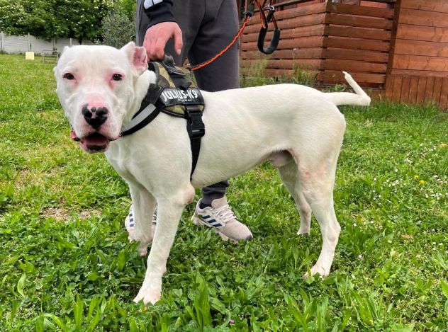 ALBINO DOGO ARGENTINO - Foto 9