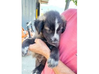 Ulisse cucciolo