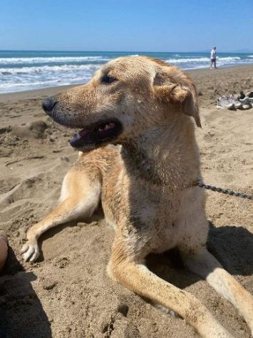 RAILY 4anni brava ed affettuosa - URGENTE - Foto 7