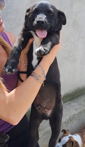 CUCCIOLI 3 MESI TAGLIA MEDIA IN CANILE - Foto 2