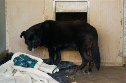 TADDEO, adozione del cuore - Foto 3