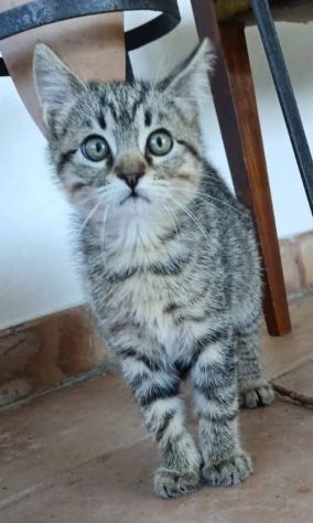 Jazz gattino - Foto 2