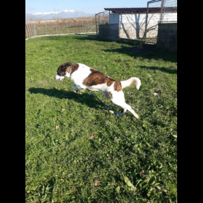 IL TEMPO PERDUTO DI DOC, CANE IN ADOZIONE - Foto 10