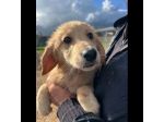 RUPERT ADORABILE CUCCIOLO IN ADOZIONE