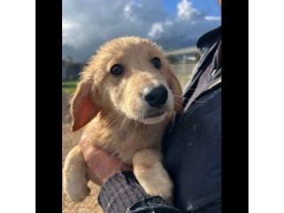 RUPERT ADORABILE CUCCIOLO IN ADOZIONE