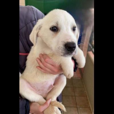 CUCCIOLI IN ADOZIONE - Foto 4