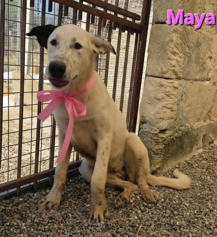 MAYA - Foto 7