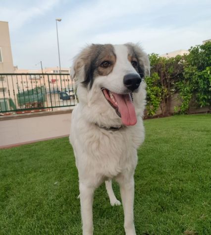 4anni splendido ,da cucciolo tra i rifiuti! BASILICATA