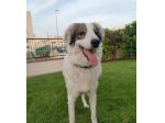 5anni  splendido ,da cucciolo tra i rifiuti! BASILICATA