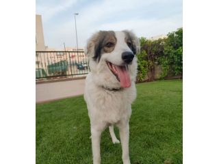 5anni splendido ,da cucciolo tra i rifiuti! BASILICATA
