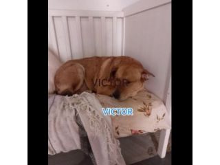 VICTOR TIMIDO E TRANQUILLO, CAGNOLINO IN ADOZIONE