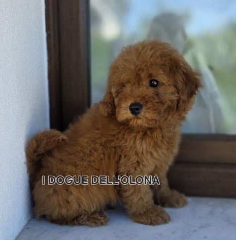 Cuccioli di barboncino toy - Foto 2