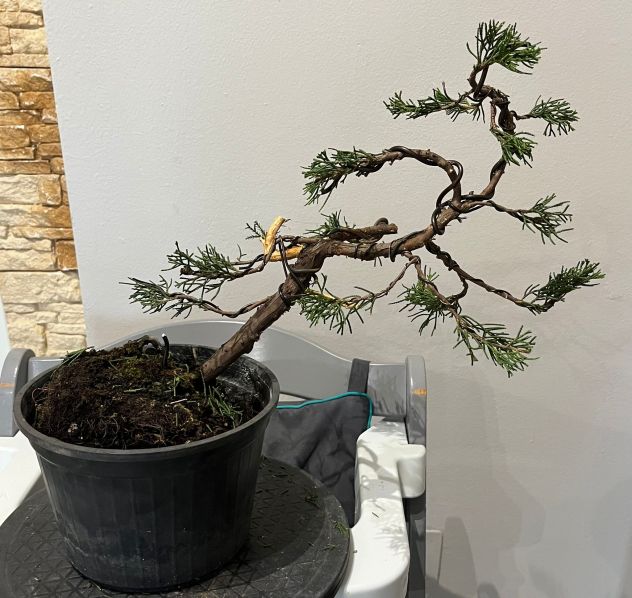 Cura, potatura e rinvaso bonsai - Foto 3