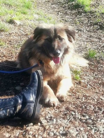 LUPO SPLENDIDO PT, CANE IN ADOZIONE - Foto 10