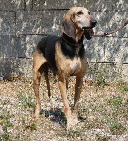 Pippo un tesoro di cane,dolcissimo,socievole e bellissimo, che aspetti?chiama! - Foto 3