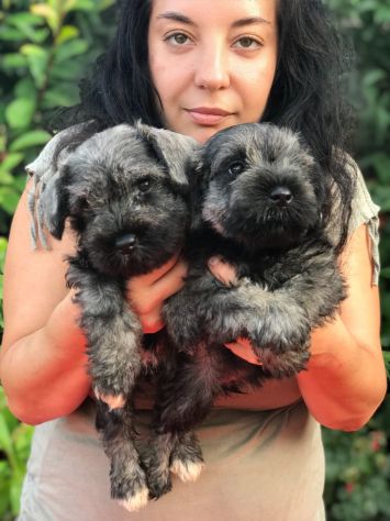 Cuccioli di Zwergschnauzer Pepe e sale - Foto 8