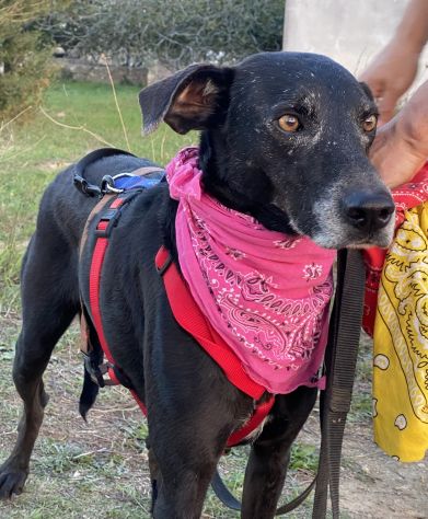 Niura, una cucciola cresciuta in canile - Foto 9