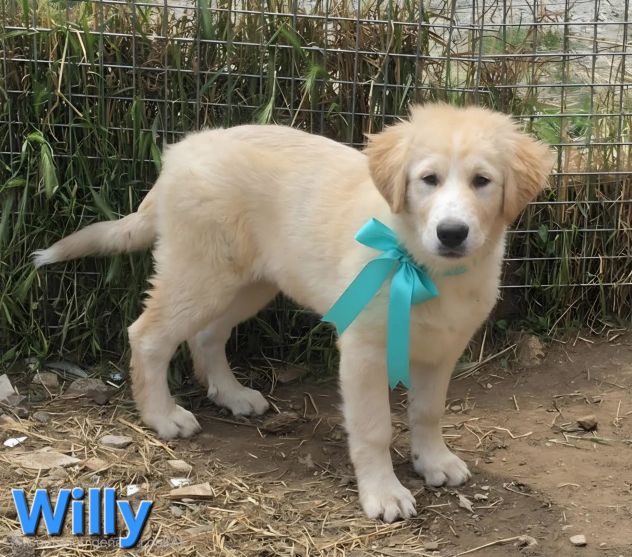 WILLY - Foto 4