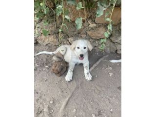 Chiaretta cucciola