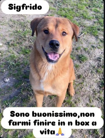 SIGFRIDO DOLCISSIMO CANE IN ADOZIONE