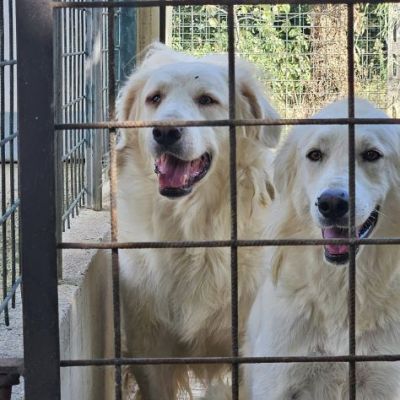DANTE E ULISSE MIX PMA E GOLDEN CERCANO CASA, CANI IN ADOZIONE - Foto 4