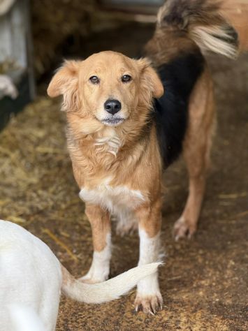 MINDY, dolcissima e super affettuosa! - Foto 2
