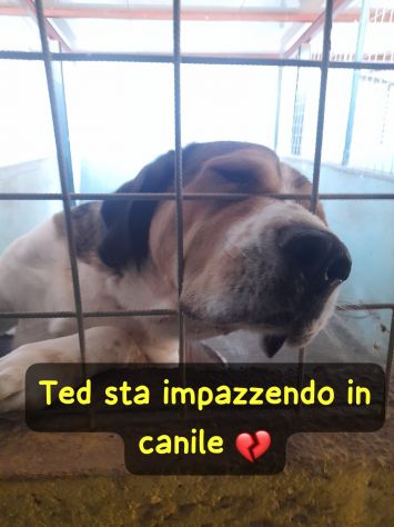 TED 5 ANNI CIRCA TAGLIA GRANDE - Foto 2