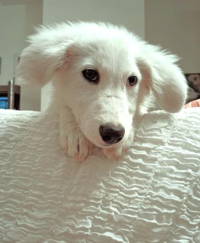 Ciao sono PIF, cucciolo col tartufo a forma di cuore - Foto 7