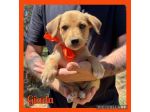 Regalo cuccioli taglia medio piccola