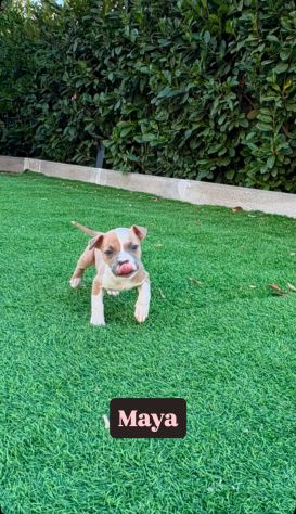 Cuccioli Amstaff - Foto 10