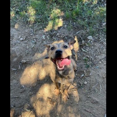 TERRY SOCIEVOLE MENDICA CAREZZE CAGNOLINA IN ADOZIONE - Foto 7