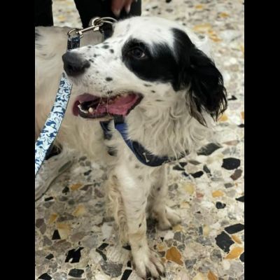 CEDRIC, SETTER INGLESE, UNA MERAVIGLIA CHE CERCA CASA, CANE IN ADOZIONE - Foto 9