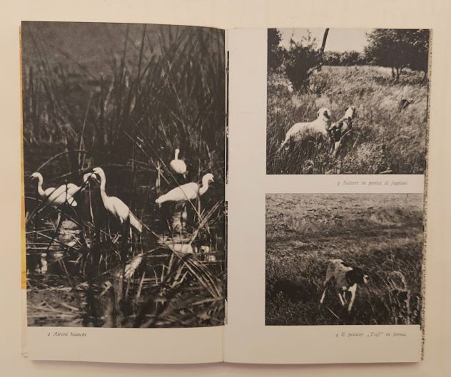 La caccia in Jugoslavia di Bogdan Pesic Ed.Jugoslavija, Beograd 1970? - Foto 8