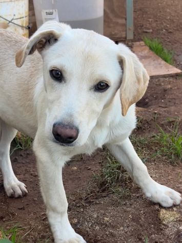 Frisky , un tenero cucciolo cresciuto in canile - Foto 2