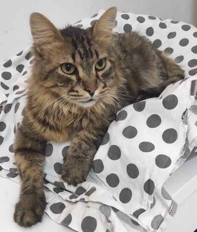 JUAN, micione di 9 anni
