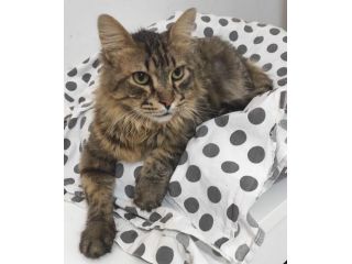 JUAN, micione di 9 anni