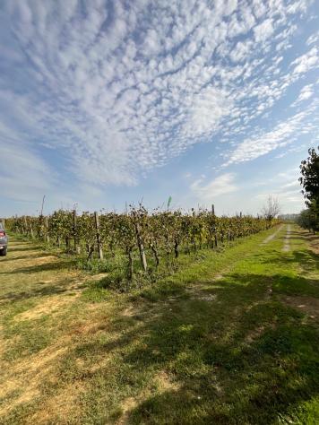 Terreno agricolo in vendita a Cenaia - Crespina Lorenzana 10000 mq Rif: 1069450