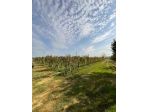 Terreno agricolo in vendita a Cenaia - Crespina Lorenzana 10000 mq  Rif: 1069450